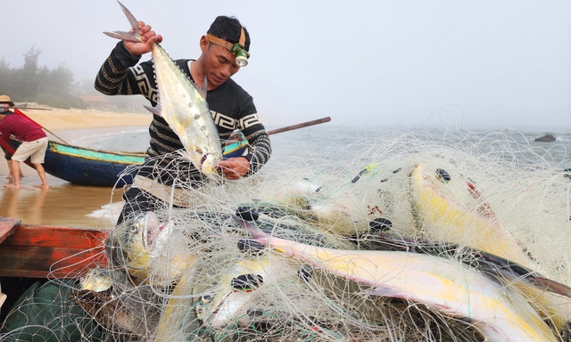 Một ngư dân Quảng Bình trúng đậm mẻ cá bè đầu năm- Ảnh 1.