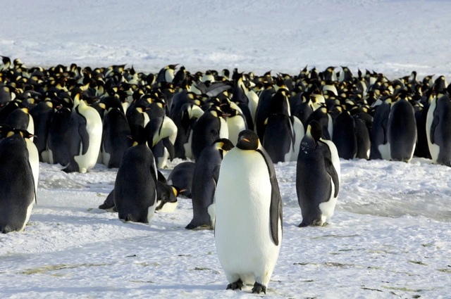 Chim cánh cụt hoàng đế được nhìn thấy ở Dumont d'Urville, Nam Cực. Ảnh: Reuters