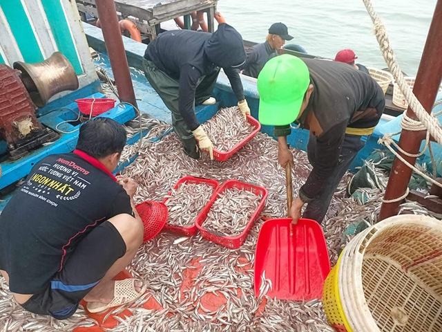Một ngư dân ở Quảng Bình trúng mẻ cá cơm hơn 150 triệu đồng- Ảnh 1.