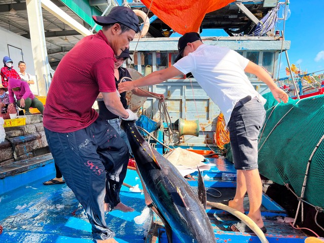 Ngư dân tỉnh Quảng Ngãi đưa hải sản lên bờ sau chuyến đi biển xuyên Tết Ảnh: TỬ TRỰC