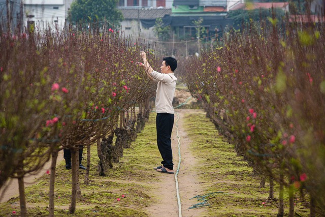 Làng đào rực rỡ đón Tết Giáp Thìn 2024- Ảnh 6.