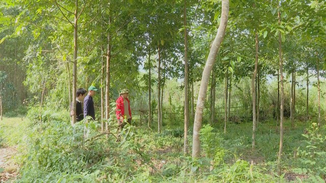 Cánh rừng cây bản địa của ông Nguyễn Đức Sự xanh tốt đầy triển vọng về mô hình kinh tế rừng trong tương lai Cánh rừng cây bản địa của ông Nguyễn Đức Sự xanh tốt đầy triển vọng về mô hình kinh tế rừng trong tương lai