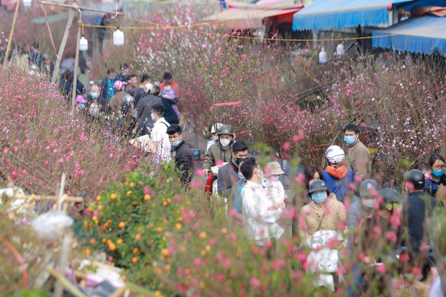 Người dân lựa đào ở chợ hoa Quảng An (Hà Nội) Ảnh: HỮU HƯNG