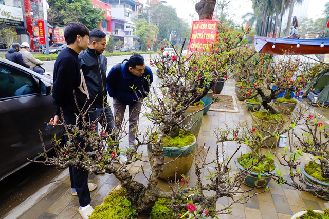 Đào thất thốn từ Tây Bắc đổ bộ Hà Nội có giá 100-250 triệu đồng- Ảnh 10.