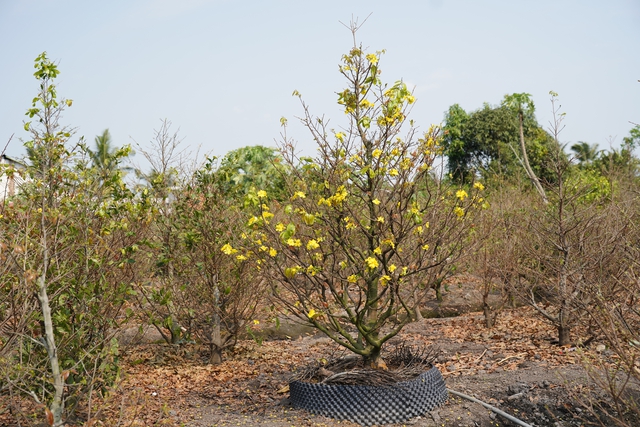 Làng nghề ở Bình Chánh chuẩn bị Tết- Ảnh 2.