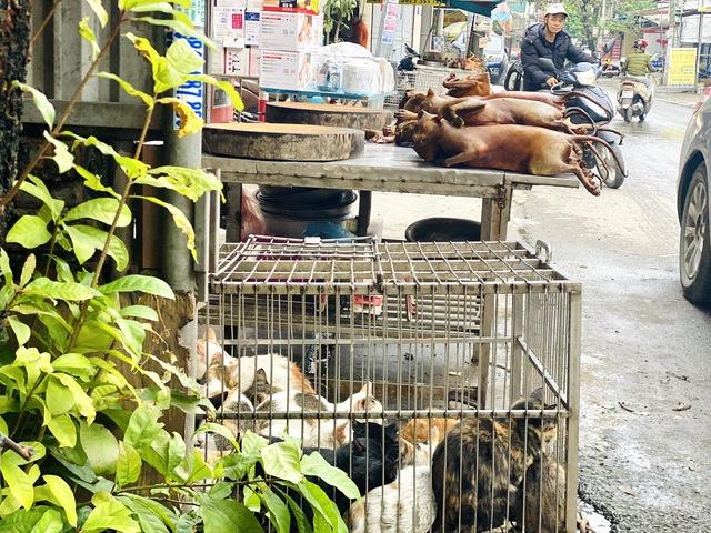 Trộm thú cưng hoành hành ở Hà Nội (*): Ám ảnh lò mổ- Ảnh 2.