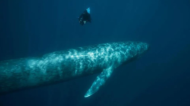 Phát hiện DNA "ma" ở cá voi xanh: Do giao phối với loài khác- Ảnh 1.
