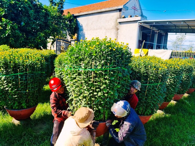 Làng hoa cúc lớn nhất nhì miền Trung tất bật ngày cuối năm- Ảnh 3.