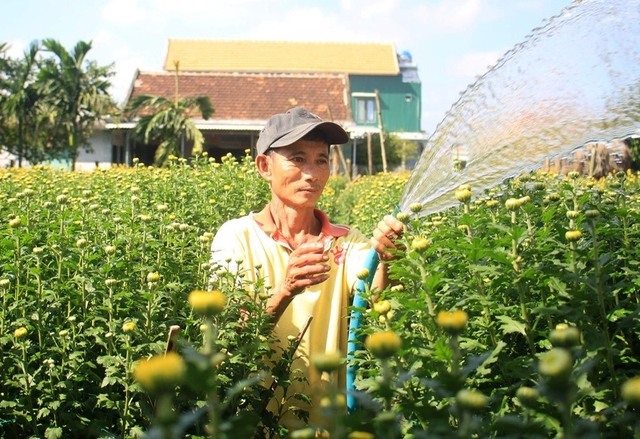 Làng hoa cúc lớn nhất nhì miền Trung tất bật ngày cuối năm- Ảnh 2.