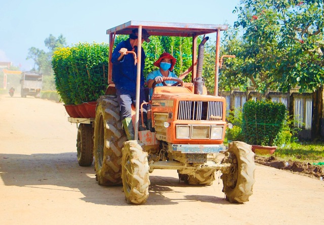 Làng hoa cúc lớn nhất nhì miền Trung tất bật ngày cuối năm- Ảnh 7.