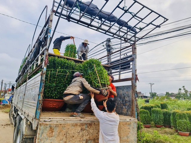 Làng hoa cúc lớn nhất nhì miền Trung tất bật ngày cuối năm- Ảnh 4.