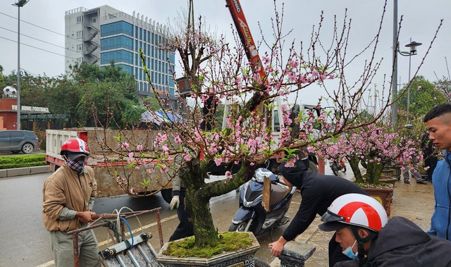 Đào rừng vứt thành đống trên phố ngày 30 Tết- Ảnh 18.