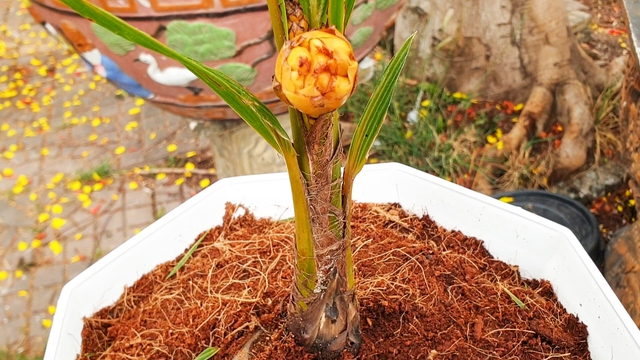 CLIP: Cận cảnh cây dừa độc lạ ở Cà Mau- Ảnh 1.