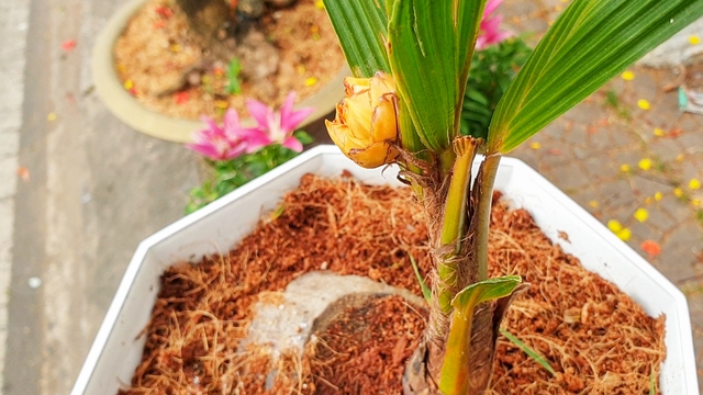 CLIP: Cận cảnh cây dừa độc lạ ở Cà Mau- Ảnh 2.
