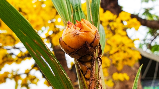 CLIP: Cận cảnh cây dừa độc lạ ở Cà Mau- Ảnh 3.