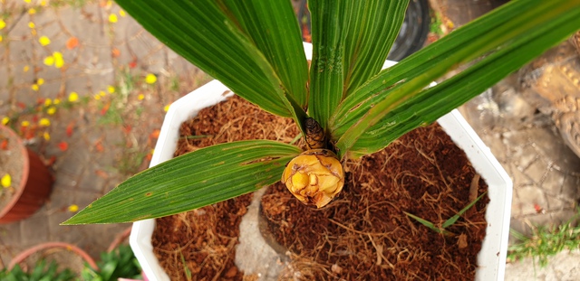 CLIP: Cận cảnh cây dừa độc lạ ở Cà Mau- Ảnh 4.