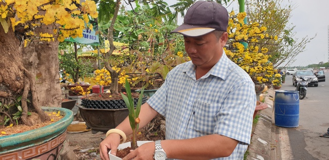 CLIP: Cận cảnh cây dừa độc lạ ở Cà Mau- Ảnh 5.
