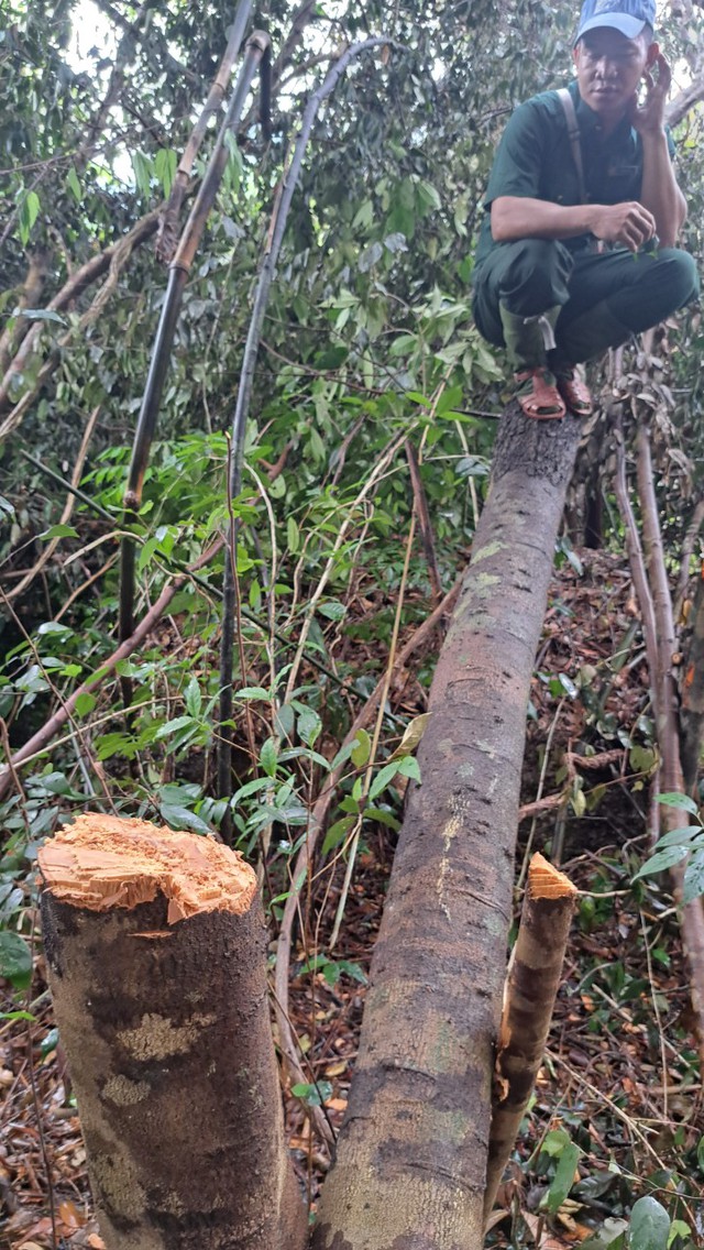 Khởi tố vụ hủy hoại rừng để làm đường dây thủy điện Tr'Hy ở Quảng Nam- Ảnh 5.
