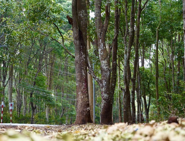 Khám phá khu rừng quý còn nguyên vẹn ở Bà Rịa- Vũng Tàu- Ảnh 6.