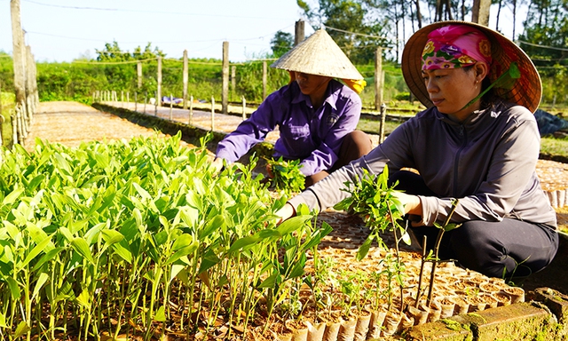 Chị Trần Thị Hiệu (phải) bên vườn ươm cây giống lâm nghiệp của mình