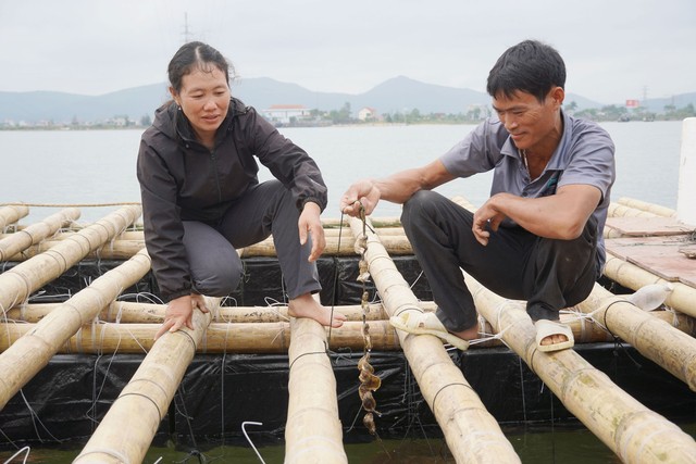 Vợ chồng anh Trần Quốc Trong trên bè nuôi hàu treo dây của mình ở cửa sông Gianh