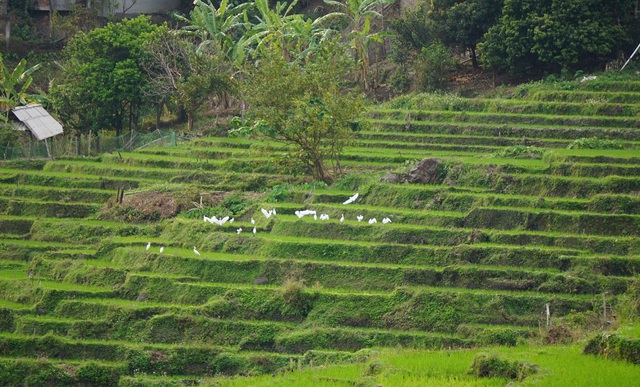 Ruộng bậc thang xanh mướt ở huyện biên cương Thanh Hóa- Ảnh 10.