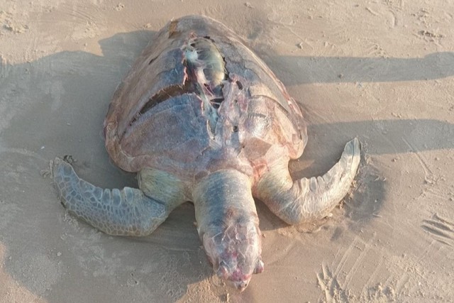 Xác rùa với vết nứt dài dạt vào bờ biển Vũng Tàu- Ảnh 1.