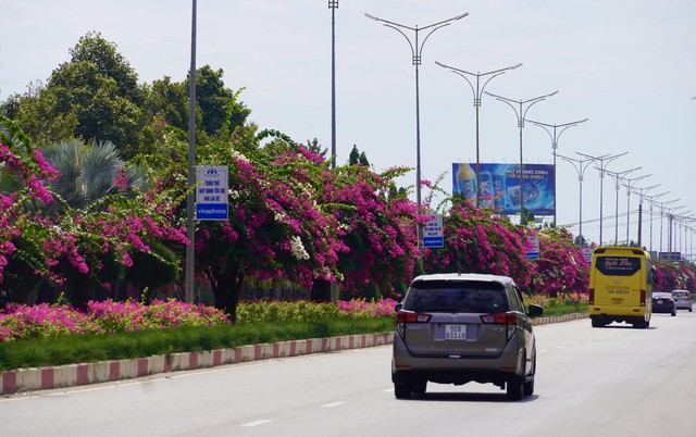 Thảm hoa giấy trên tuyến đường vào trung tâm TP Vũng Tàu Cây xanh và hoa làm nên nét đặc trưng của Vũng Tàu