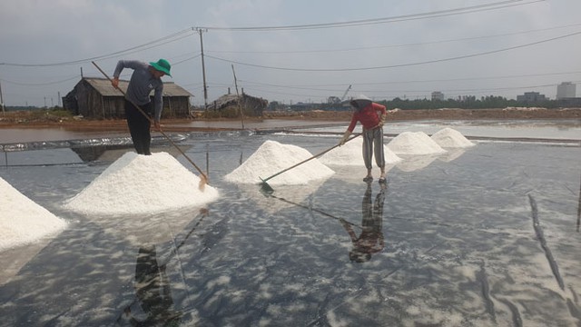 Diêm dân Cà Mau và Bạc Liêu năm nay không hưởng được niềm vui trọn vẹn vì muối trúng mùa mất giá