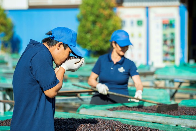 Nỗ lực xuất khẩu cà phê đạt 5 tỉ USD (*): Phát triển cà phê đặc sản và chế biến sâu- Ảnh 1.
