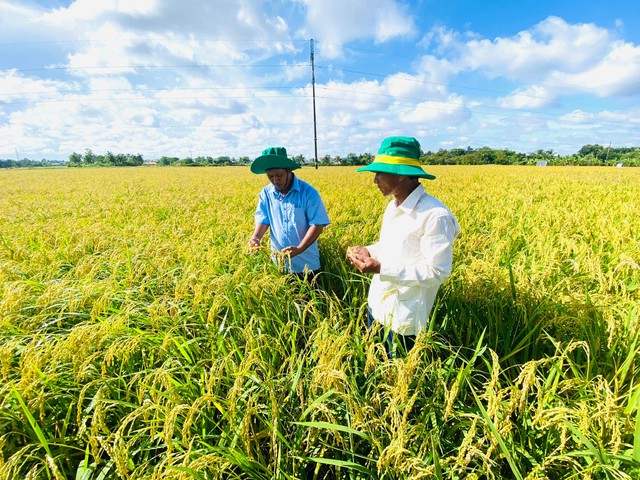 Đề án 1 triệu ha lúa chất lượng cao, phát thải thấp triển khai tại ĐBSCL giúp tăng thêm thu nhập cho nông dân bằng việc bán tín chỉ CO2