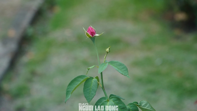 Cận cảnh vườn hồng nở quanh năm giữa lòng TP HCM- Ảnh 8.