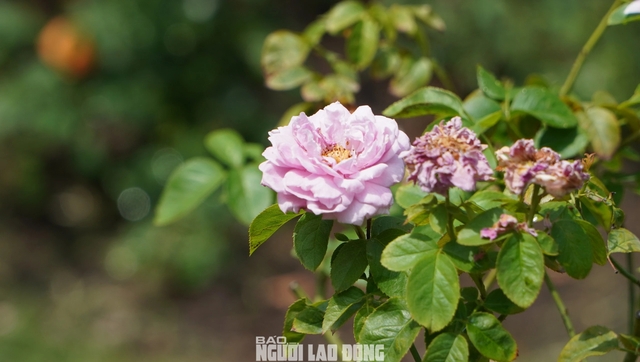 Cận cảnh vườn hồng nở quanh năm giữa lòng TP HCM- Ảnh 11.