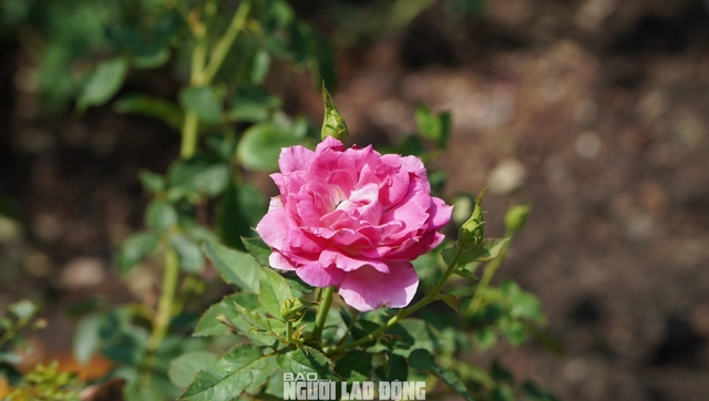 Cận cảnh vườn hồng nở quanh năm giữa lòng TP HCM- Ảnh 9.