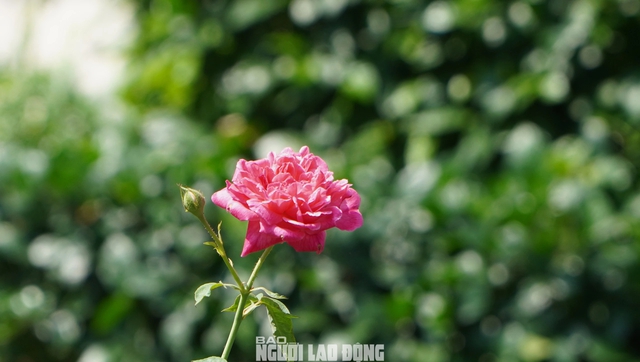 Cận cảnh vườn hồng nở quanh năm giữa lòng TP HCM- Ảnh 10.
