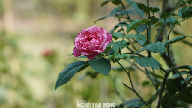 Cận cảnh vườn hồng nở quanh năm giữa lòng TP HCM- Ảnh 16.