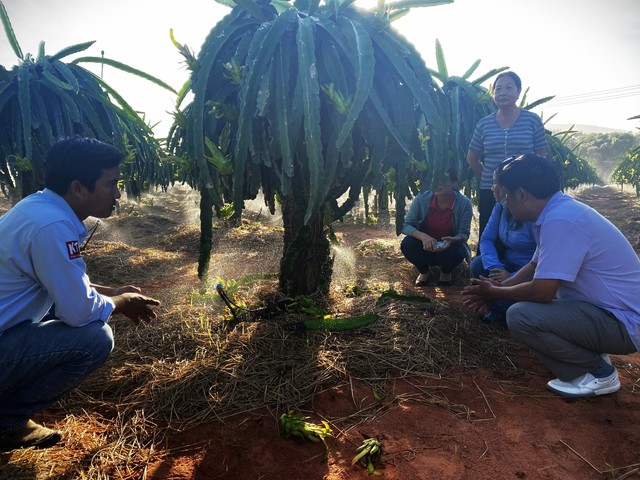 Hệ thống tưới nhỏ giọt tại trang trại thanh long ở huyện Hàm Thuận Nam,  tỉnh Bình Thuận