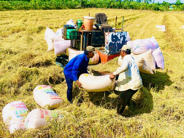 Việc đưa thương lái vào chuỗi ngành hàng lúa gạo để cùng chia sẻ lợi ích, hạn chế rủi ro Ảnh: NGỌC TRINH