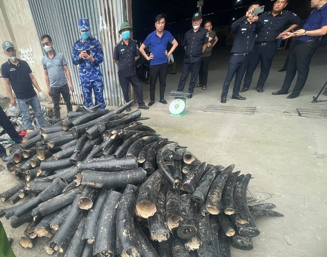 1,6 tấn ngà voi được sơn đen ngụy trang nhập lậu vào Việt Nam- Ảnh 2.