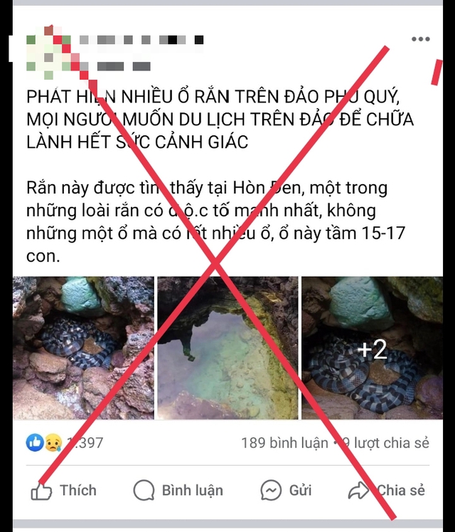 Thực hư thông tin "nhiều ổ rắn trên đảo Phú Quý, có độc tố mạnh nhất"- Ảnh 2.
