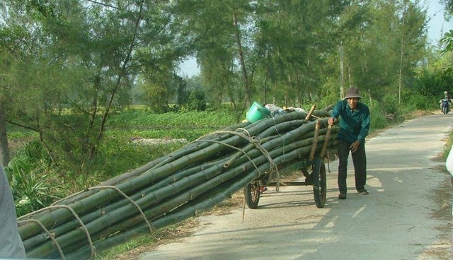 Tre từ nông thôn chuyển về đô thị Tre từ nông thôn chuyển về đô thị