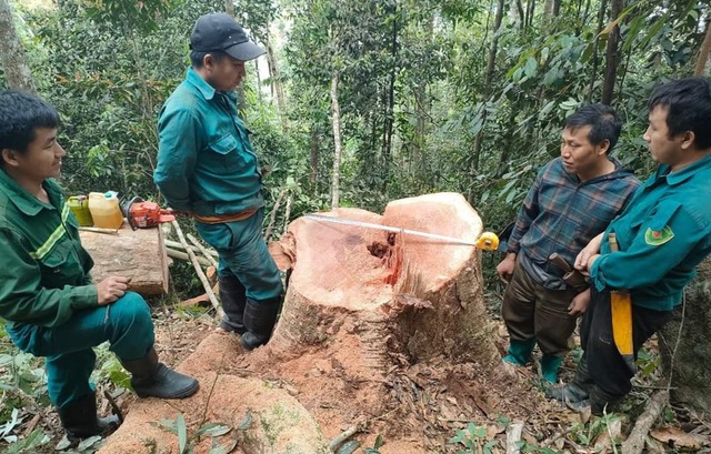 Mật phục, bắt 5 đối tượng đang phá rừng tự nhiên- Ảnh 1.