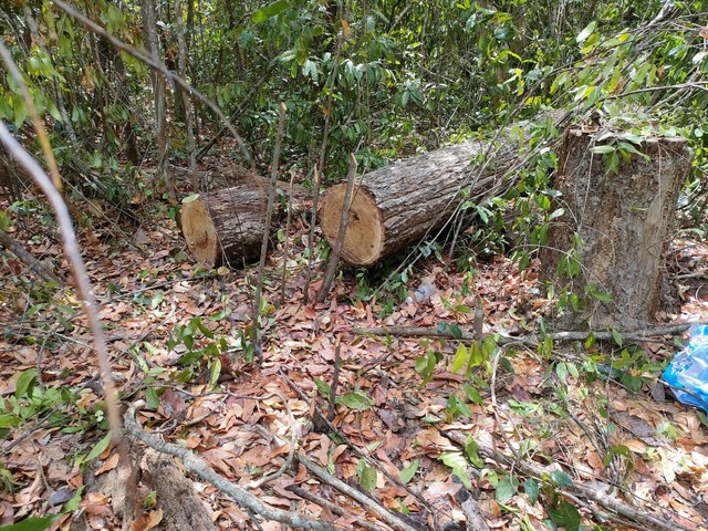 Lâm tặc xẻ gỗ trong khu bảo tồn, bỏ chạy trong đêm khi bị phát hiện- Ảnh 2.