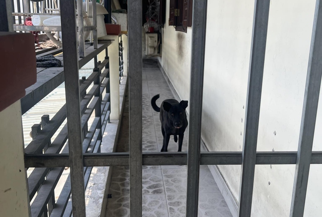 Con chó nhà 7 tuổi bị nhốt ở hành lang suốt 3 năm nay vì hay cắn ngườiẢnh: Lê Thạch