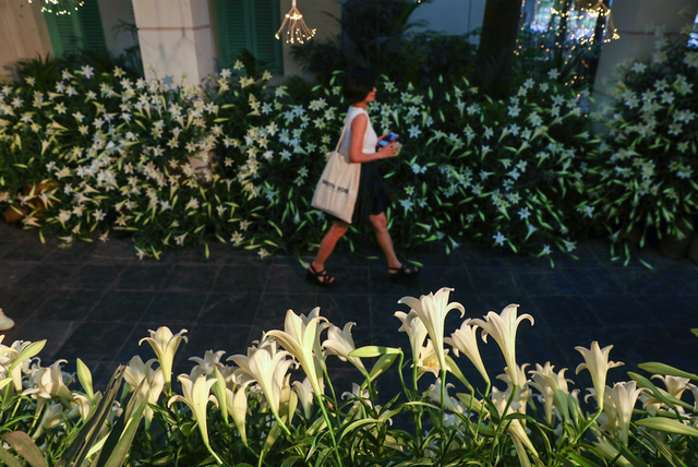 Điểm check-in lãng mạn mùa hoa loa kèn giữa trung tâm Hà Nội- Ảnh 1.