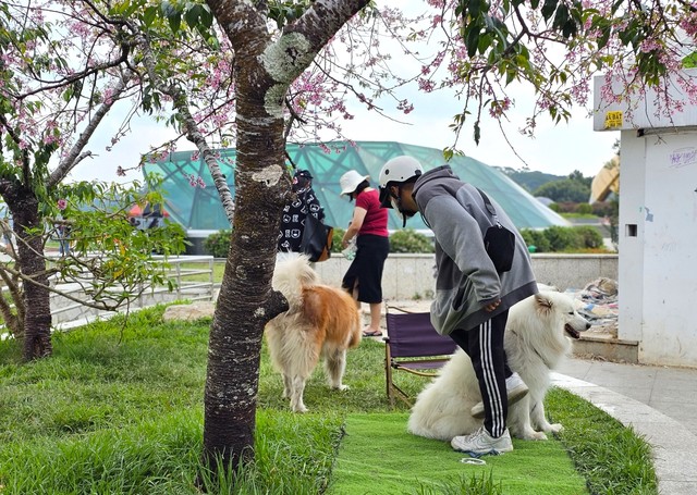Xử lý nhanh 2 thanh niên dắt chó chiếm chỗ cây mai anh đào đẹp nhất quảng trường Lâm Viên- Ảnh 1.