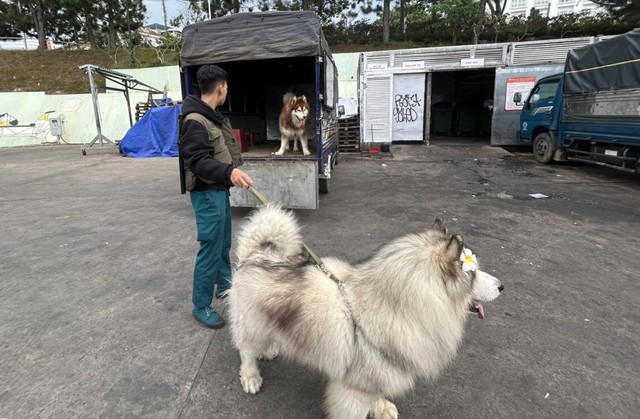 Phạt ba người dắt chó chiếm gốc mai anh đào đẹp nhất Quảng trường Lâm Viên- Ảnh 2.