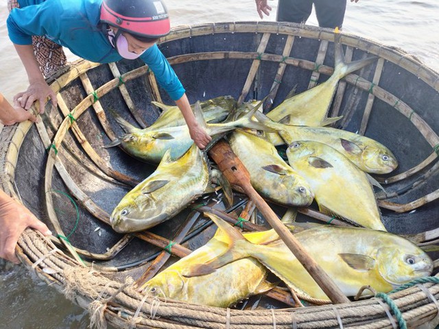 Ngư dân Hà Tĩnh “trúng” mẻ cá vàng dương, thu về hơn 300 triệu đồng- Ảnh 3.