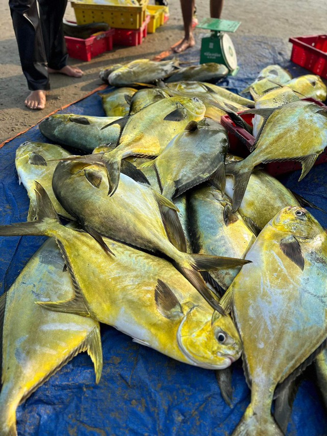 Ngư dân Hà Tĩnh “trúng” mẻ cá vàng dương, thu về hơn 300 triệu đồng- Ảnh 1.