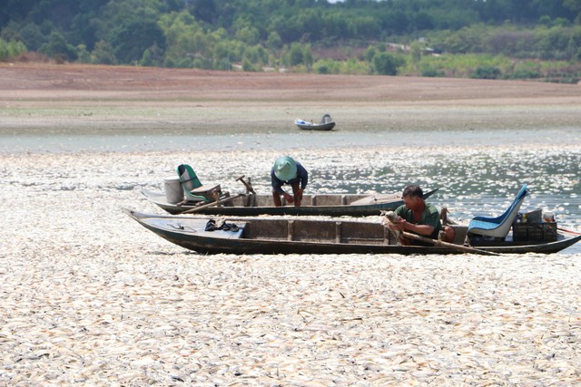 Cá chết nổi trắng hồ Sông Mây ở Đồng Nai - Ảnh 1.
